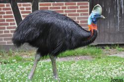 Casuarius unappendiculatus