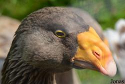 Bird Park Vorobyi