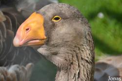 Bird Park Vorobyi
