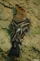 Vogelpark Walsrode
