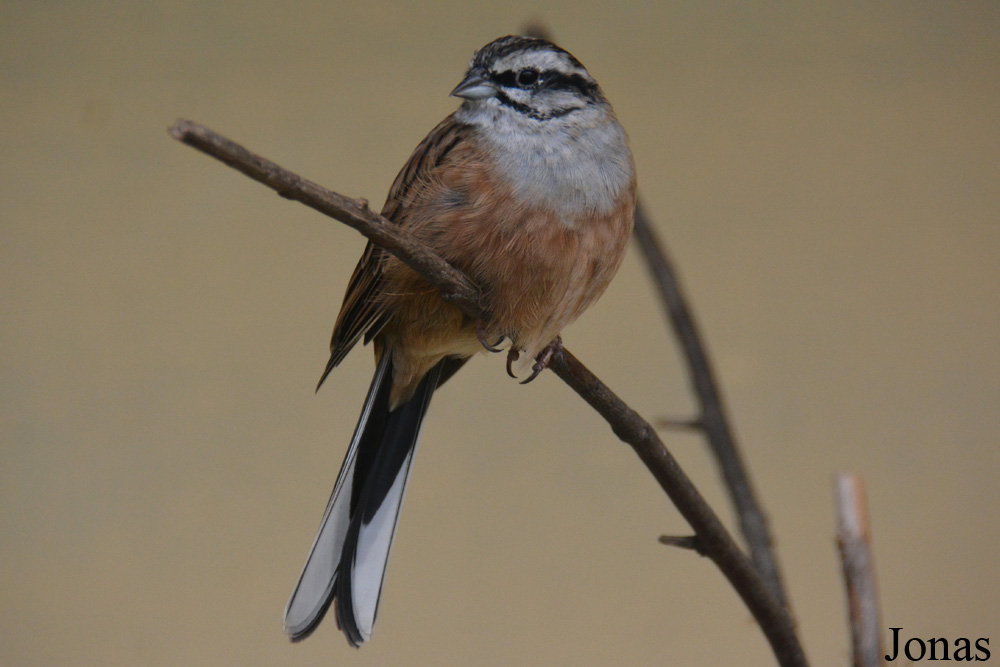 Bird Park Vorobyi