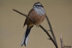 Emberiza cia
