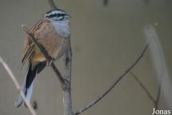 Bird Park Vorobyi