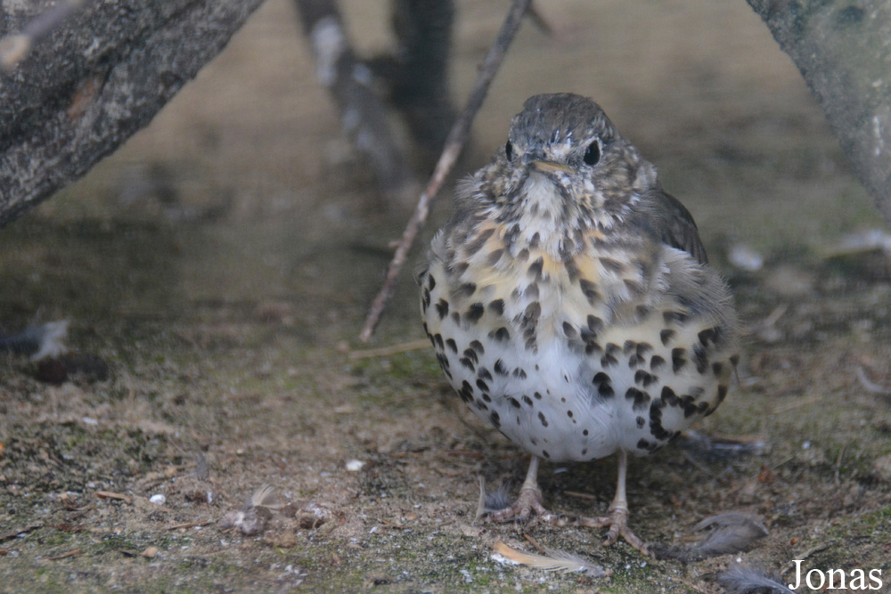 Bird Park Vorobyi
