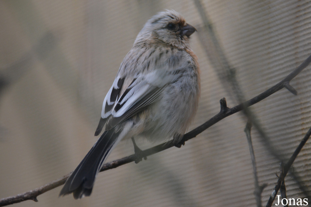 Bird Park Vorobyi