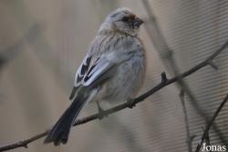 Bird Park Vorobyi