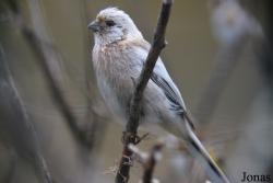 Carpodacus sibiricus