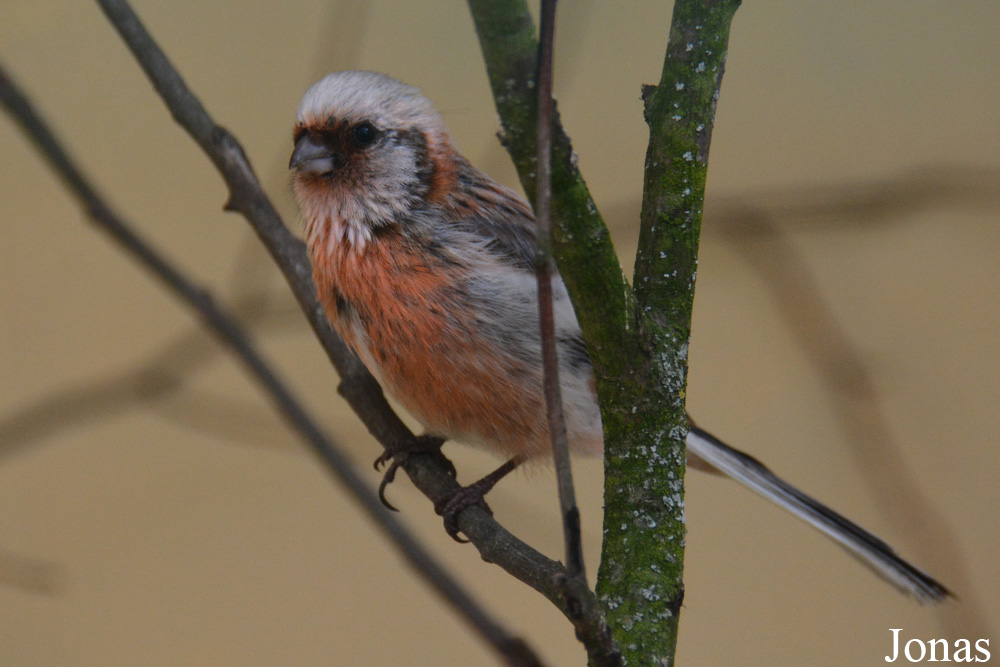 Bird Park Vorobyi