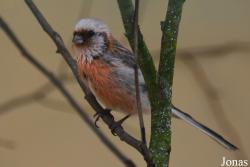 Bird Park Vorobyi