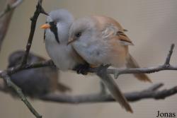 Bird Park Vorobyi