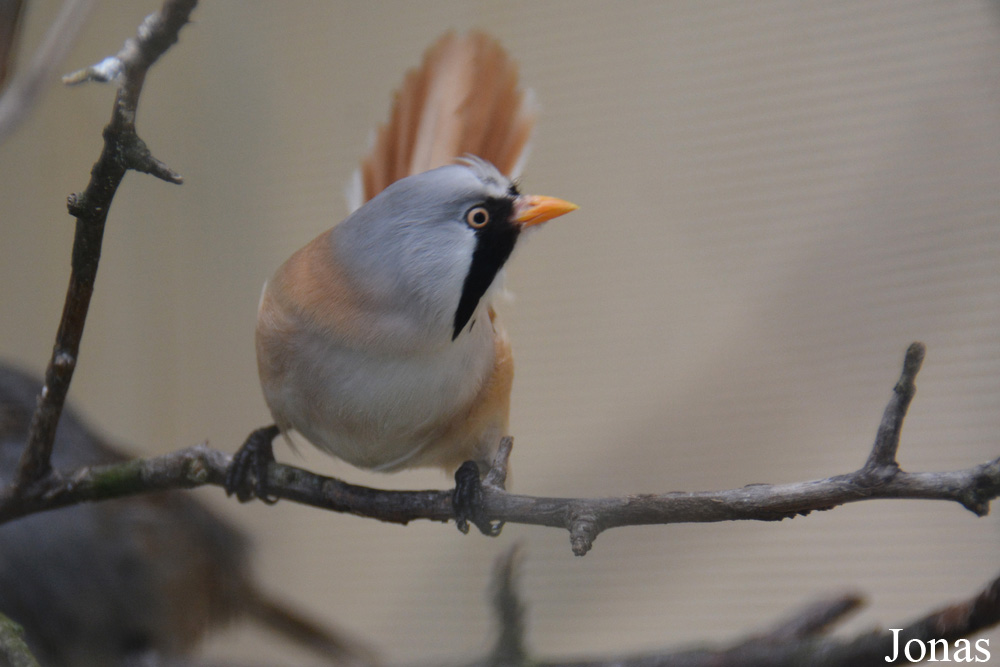Bird Park Vorobyi
