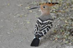 Upupidae