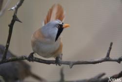 Bird Park Vorobyi