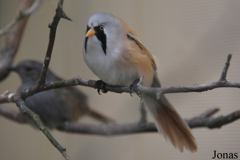 Bird Park Vorobyi
