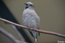 Bird Park Vorobyi