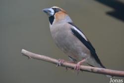Coccothraustes coccothraustes