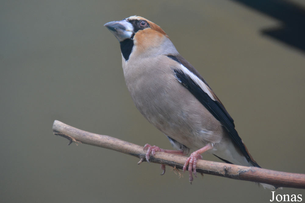 Bird Park Vorobyi
