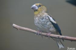 Bird Park Vorobyi