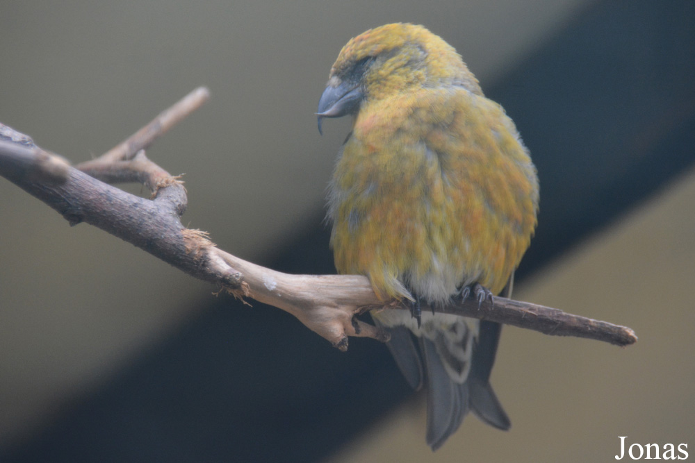 Bird Park Vorobyi