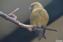 Bird Park Vorobyi