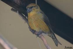 Bird Park Vorobyi