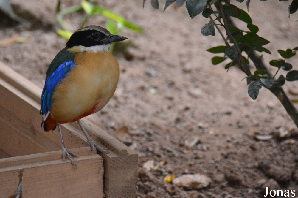 Bird Park Vorobyi