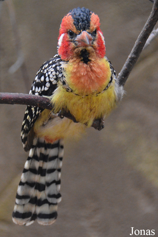 Bird Park Vorobyi