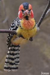 Bird Park Vorobyi