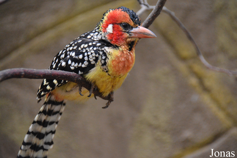 Bird Park Vorobyi