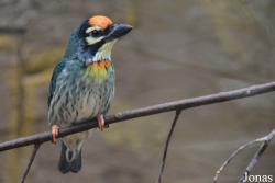 Psilopogon haemacephalus indicus