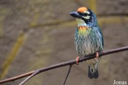 Bird Park Vorobyi