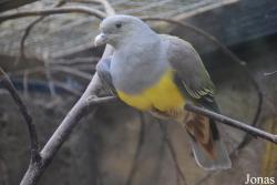 Bird Park Vorobyi