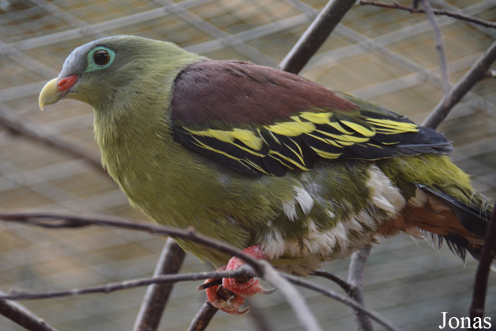 Bird Park Vorobyi