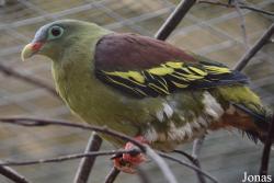 Bird Park Vorobyi