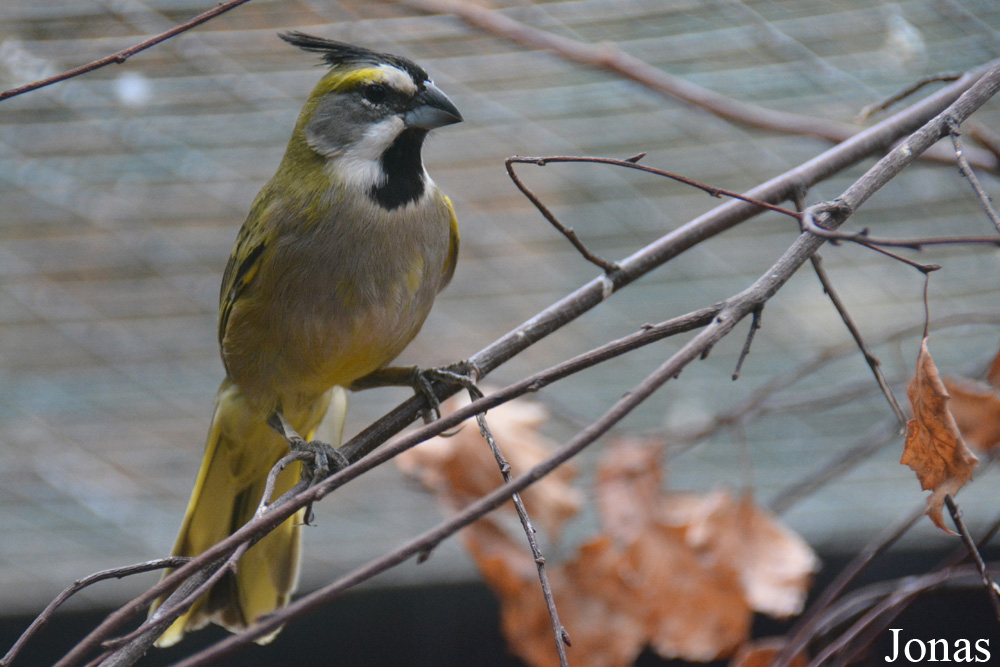 Bird Park Vorobyi
