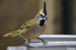 Bird Park Vorobyi