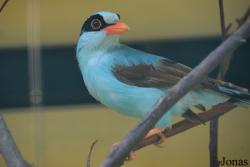 Bird Park Vorobyi