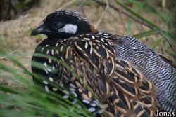 Bird Park Vorobyi