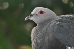 Ducula pinon