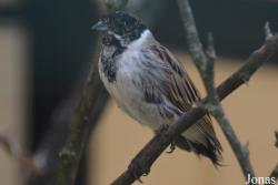 Emberiza pallasi