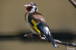 Bird Park Vorobyi