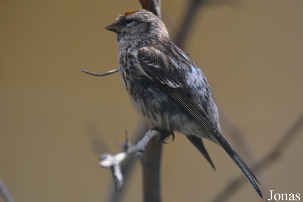 Bird Park Vorobyi