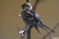 Acanthis flammea