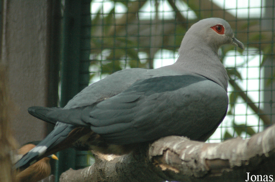 Vogelpark Walsrode
