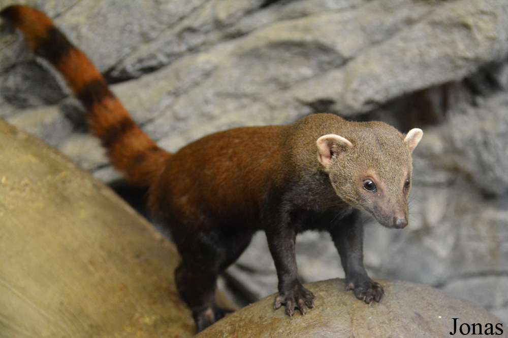 Dierenpark Zie-Zoo
