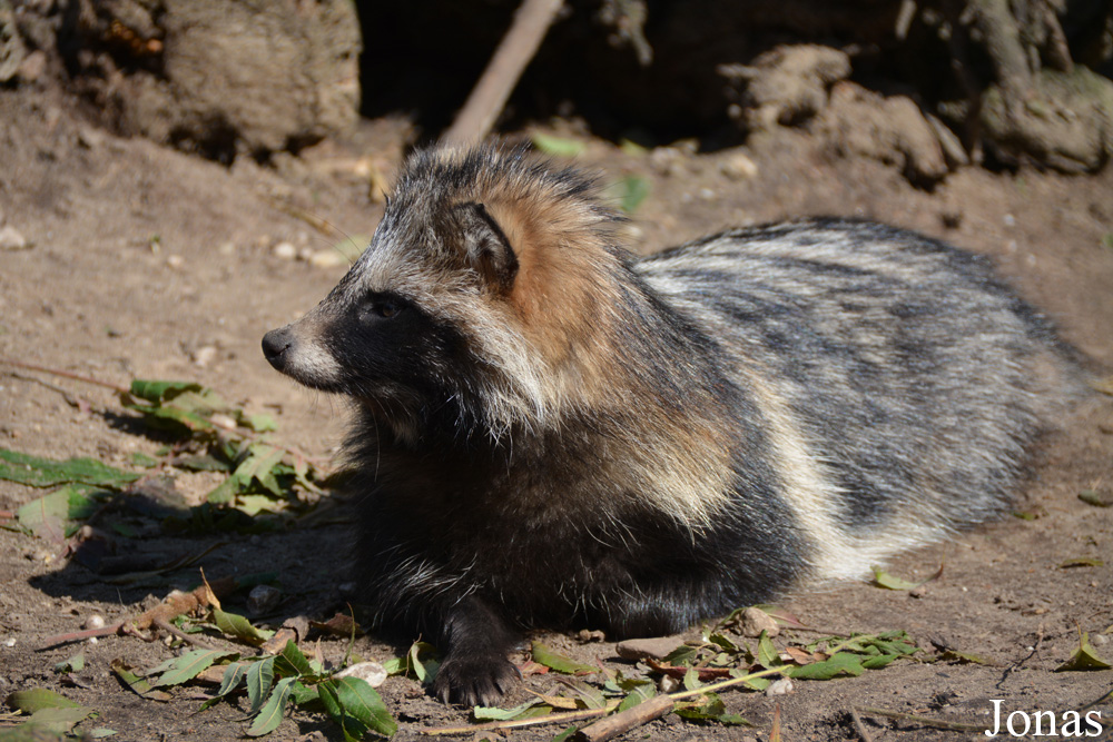 Dierenpark Zie-Zoo