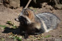Dierenpark Zie-Zoo