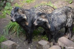 Dierenpark Zie-Zoo
