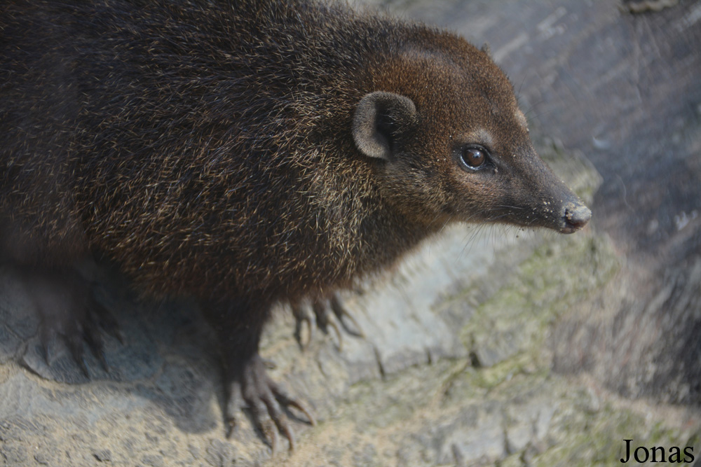 Dierenpark Zie-Zoo