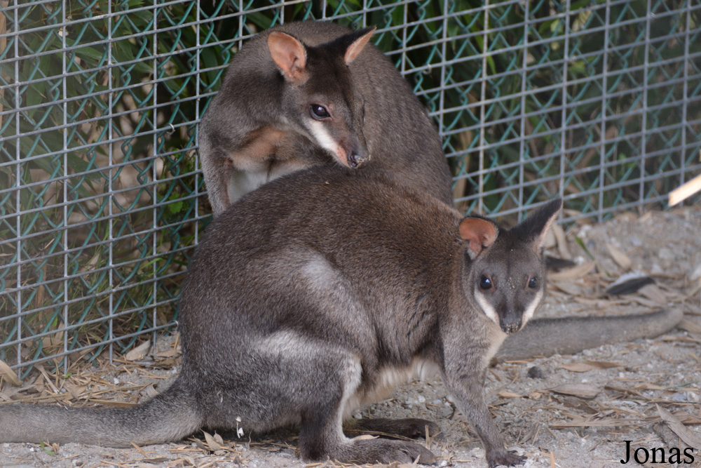 Dierenpark Zie-Zoo